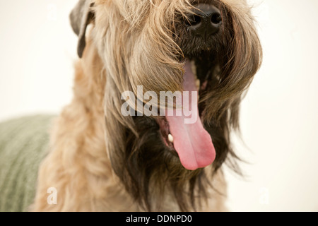 Il tedesco rough-dai capelli del cane del puntatore con la tignola aperto Foto Stock