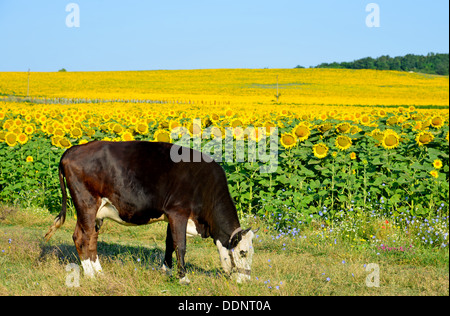 Mucca nera su girasole sullo sfondo del campo Foto Stock