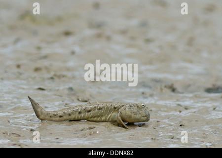 Mudskipper nel fango Foto Stock