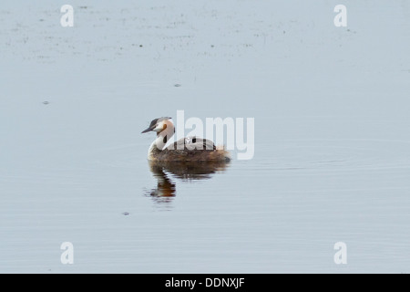 Svasso maggiore (Podiceps cristatus) con ceci su retro Foto Stock