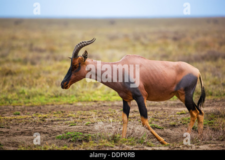 Topi (Damaliscus korrigum), una prateria antelope sulla savana del Serengeti, Tanzania Africa Foto Stock