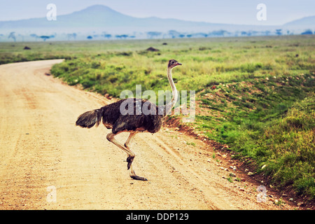 Ostrich nel Parco Nazionale del Serengeti, Tanzania Foto Stock