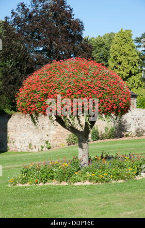 Struttura francese colore scarlatto pianta coltivata la visualizzazione di geranio piante che crescono la parte superiore di un vecchio albero Foto Stock