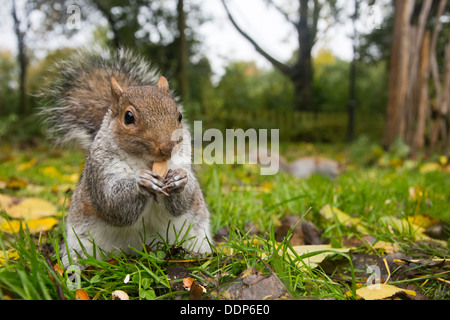 Lo scoiattolo mangiare i dadi Foto Stock