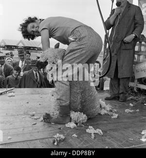 La tosatura delle pecore, Long Ashton, Bristol, Avon, C1946-c1959. Artista: John Gay Foto Stock