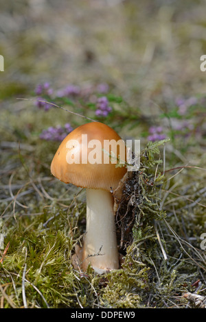 Il Tawny Grisette: Amanita fulva. Surrey, Inghilterra. Spingere verso l'alto attraverso la figliata di foglia. Foto Stock