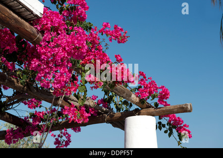 Bouganville che cresce su un tetto di Isola di Salina, le Isole Eolie, Messina, Sicilia, Italia Foto Stock