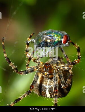 Giardino spider cocooning a volare nel loro web Foto Stock