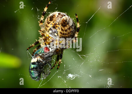 Giardino spider cocooning a volare nel loro web Foto Stock