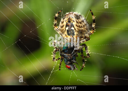 Giardino spider cocooning a volare nel loro web Foto Stock