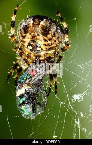 Giardino spider cocooning a volare nel loro web Foto Stock