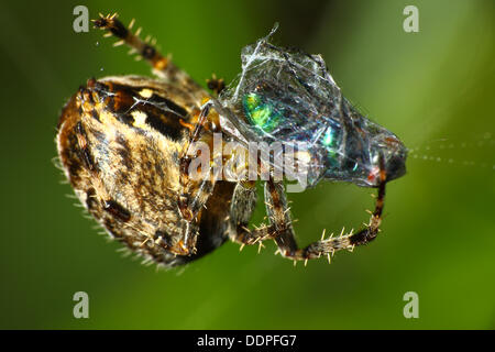 Giardino spider cocooning a volare nel loro web Foto Stock