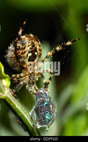 Giardino spider cocooning a volare nel loro web Foto Stock