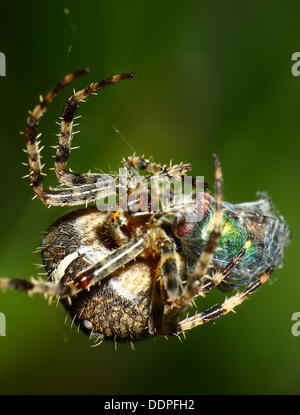 Giardino spider cocooning a volare nel loro web Foto Stock