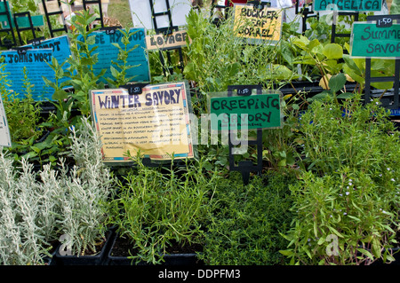 Vasi di erbe display, Lambeth Paese mostrano 2013, Brockwell Park, London, Regno Unito Foto Stock