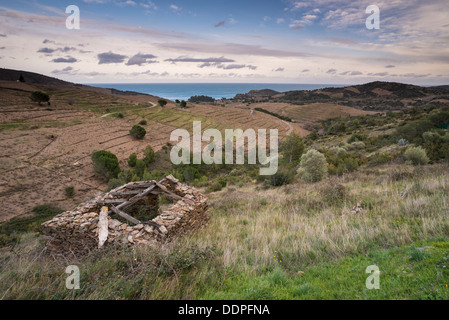 Vista su terrazzamenti vigna invernali in Cosprons, Pyrénées-Orientales, Languedoc-Roussillon, Francia Foto Stock