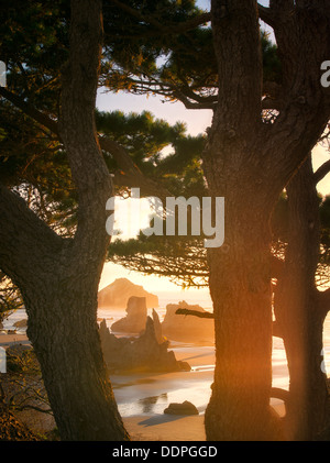 Albero e spiaggia al tramonto. Bandon, Oregon Foto Stock