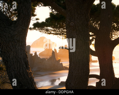 Albero e spiaggia al tramonto. Bandon, Oregon Foto Stock