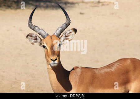 Impala (Comune) visite a Watering Hole in Africa nera. Sfondo della fauna selvatica di bellezza e di libertà dall'Africa. Foto Stock