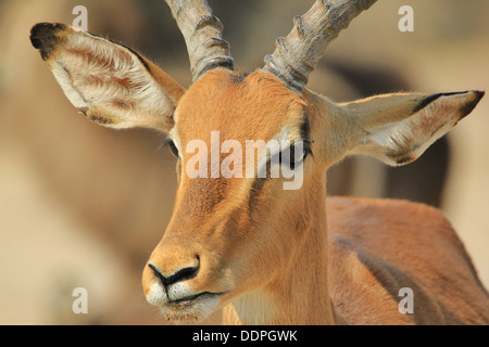 Impala (Comune) visite a Watering Hole in Africa nera. Sfondo della fauna selvatica di bellezza e di libertà dall'Africa. Foto Stock