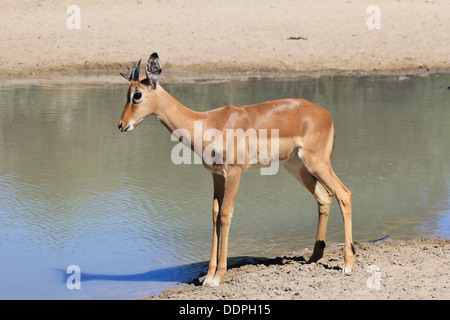 Impala (Comune) visite a Watering Hole in Africa nera. Sfondo della fauna selvatica di bellezza e di libertà dall'Africa. Foto Stock