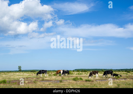 Bestiame al pascolo nella grande pianura di alvar sull'isola Oland in Svezia Foto Stock