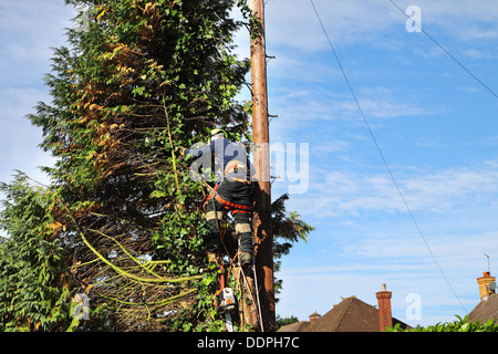 Uomo di abbattere un abete con un chainsaw accanto ad un palo del telegrafo Foto Stock