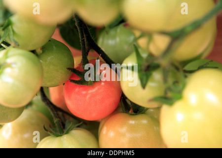 Pomodori maturazione su un cespuglio pianta di pomodoro Foto Stock