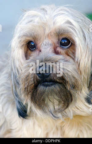 Bella bichon ritratto, chiudi immagine in alto Foto Stock