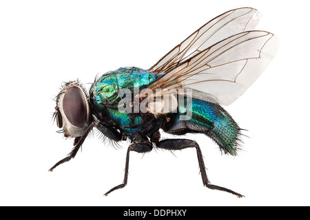 Soffiare specie mosca Lucilia caesar Foto Stock