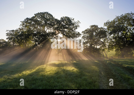 Raggi solari del mattino attraverso alberi di quercia, Worcestershire, England, Regno Unito Foto Stock