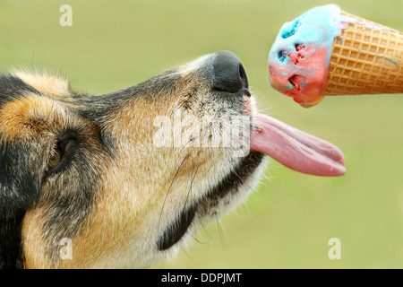 Close up di un pastore tedesco cane Mix leccare un arcobaleno colorato cono gelato in un giorno di estate Foto Stock