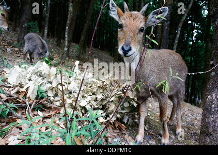 Il Nilgiri Tahr ( Nilgiritragus hylocrius ) famiglia. Foto Stock