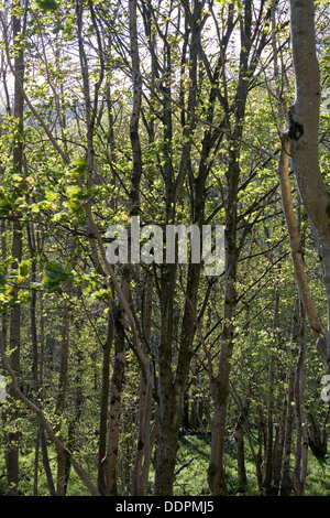 Bosco di latifoglie in primavera Crieff Perthshire Scozia Scotland Foto Stock