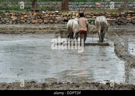 L'agricoltore indiano la preparazione e il livellamento di un nuovo riso paddy campo utilizzando un livello tirato da vacche indiane. Andhra Pradesh, India Foto Stock