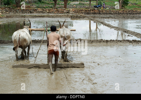 L'agricoltore indiano la preparazione e il livellamento di un nuovo riso paddy campo utilizzando un livello tirato da vacche indiane. Andhra Pradesh, India Foto Stock