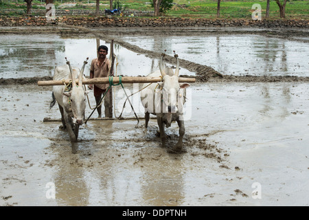 L'agricoltore indiano la preparazione e il livellamento di un nuovo riso paddy campo utilizzando un livello tirato da vacche indiane. Andhra Pradesh, India Foto Stock