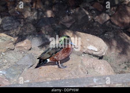 Castagno maschio Teal- Anas castanea - Famiglia anatidi Foto Stock