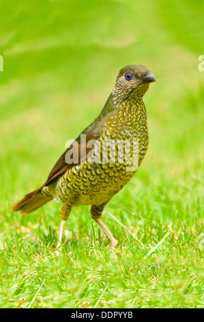 Satin Bowerbird, Ptilonorhynchus tendente al violaceo a Batemans Bay, NSW, Australia Foto Stock