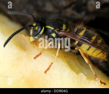 Wasp comune ( Vespula vulgaris) alimentazione su frutta e fiori (16 immagini in serie) Foto Stock