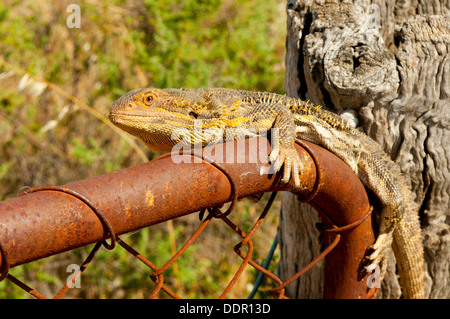 Entroterra Drago barbuto, Pogona vitticeps vicino a Burra, South Australia, Australia Foto Stock