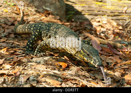 Monitor di pizzo, Varanus varius, il Cedar Creek, Queensland, Australia Foto Stock