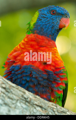 Rainbow Lorikeet, Trichoglossus haematodus, Monte Tamborine, Queensland, Australia Foto Stock