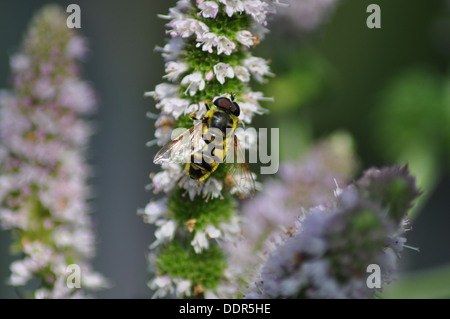 Myathropa Florae hoverfly regno unito Foto Stock