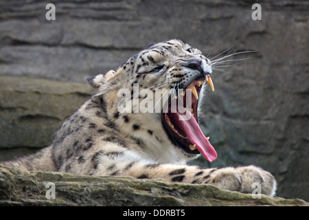 Adulto Snow Leopard, sbadigli Foto Stock