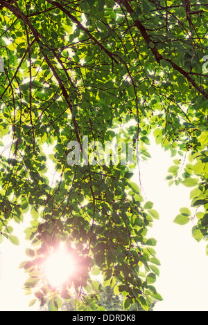 Il sole splende attraverso i rami di un albero con trasparente foglie verdi Foto Stock