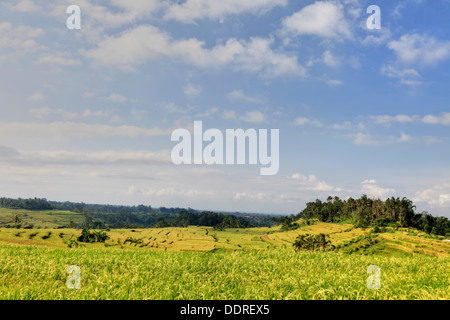 Indonesia Bali Jatiluwih terrazze di riso alba Foto Stock
