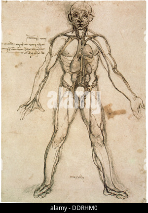 Leonardo da Vinci, 15.4.1452 - 2.5.1519, pittore e scultore italiano, opere, corpo umano con circolazione sanguigna, disegno, circa 1485 - 1490, Foto Stock