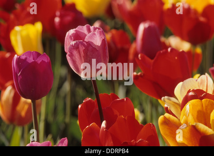 Campo di tulipani, scarpe di legno lampadina Co., Clackamas County, Oregon Foto Stock