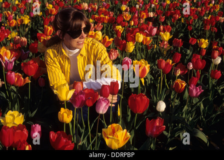 Campo di tulipani, scarpe di legno lampadina Co., Clackamas County, Oregon Foto Stock